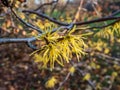 Closeup shot of bright yellow flowers with ribbon-shaped petals and fruits of witch-hazel or American witch-hazel Hamamelis