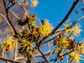 Closeup shot of bright yellow flowers with ribbon-shaped petals and fruits of witch-hazel or American witch-hazel Hamamelis
