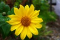 Closeup shot of a bright yellow perennial sunflower with soft petals Royalty Free Stock Photo