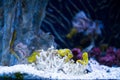Closeup shot of bright yellow slender seahorse next to white plants in an aquarium