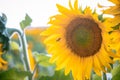 Closeup shot of a bright yellow sunflower with green leaves on a sunny summer day Royalty Free Stock Photo