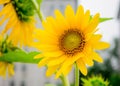 Closeup shot of a bright yellow sunflower (Helianthus) with green leaves on the blurred background Royalty Free Stock Photo