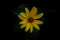 Closeup shot of bright yellow topinambur flower against a black background