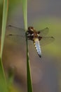 Closeup shot of Broad-Bodied Chaser perched atop a thin stalk of green grass Royalty Free Stock Photo