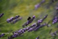 Closeup shot of broadleaved lavenders (Lavandula latifolia) in the field