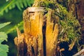 Closeup shot of a broken tree trunk with green moss. Royalty Free Stock Photo