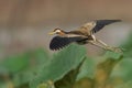 Closeup shot of a bronze-winged jacana during flight. Metopidius indicus.