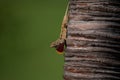 Closeup shot of a brown anole lizard displaying it's red pouch