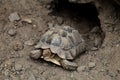 Closeup shot of a brown Asian forest tortoise Manouria emys resting near a rocky burrow