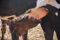 Closeup shot of a brown calf drinking from a cow udder Royalty Free Stock Photo