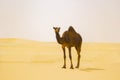 Closeup shot of a brown camel on sand desert Royalty Free Stock Photo