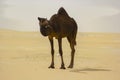Closeup shot of a brown camel on sand desert Royalty Free Stock Photo