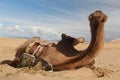 Closeup shot of a brown camel sitting on the sand Royalty Free Stock Photo