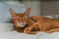 Closeup shot of a brown cat laying on a bed Royalty Free Stock Photo