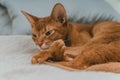 Closeup shot of a brown cat laying on a bed Royalty Free Stock Photo