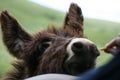 Closeup shot of a brown donkey being fed by a person on a grass covered field