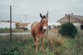 Closeup shot of a brown donkey surrounded by trees and grass behind the fence