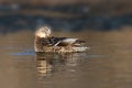 Closeup shot of a brown female mallard preening on a lake Royalty Free Stock Photo