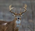 Closeup shot of a brown-furred Columbian white-tailed deer, with a forest in the blurred background