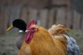 Closeup shot of a brown hen on the farm Royalty Free Stock Photo