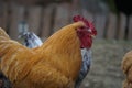 Closeup shot of a brown hen on the farm Royalty Free Stock Photo