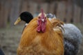 Closeup shot of a brown hen on the farm Royalty Free Stock Photo