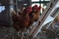 Closeup shot of brown hens in the farm