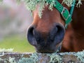 Closeup shot of a brown horse eating grass with a blurred background Royalty Free Stock Photo