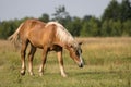 Closeup shot of a brown horse grazing on a grass filed on a sunny day