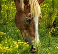 Closeup shot of a brown horse grazing in a pasture with yellow flowers. Royalty Free Stock Photo