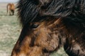 Closeup shot of a brown horse head with a blurred background Royalty Free Stock Photo