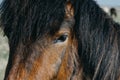 Closeup shot of a brown horse head with a blurred background Royalty Free Stock Photo