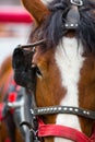 Closeup shot of a brown horse with headgear