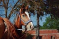 Closeup shot of a brown horse on a ranch against a blurred background Royalty Free Stock Photo