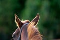 Closeup shot of brown horse`s ears listening to the sounds of danger in the forest