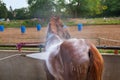 Closeup shot of a brown horse taking a bath in a ranch with a blurred background Royalty Free Stock Photo