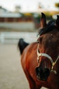 Closeup shot of a brown horse wearing a harness standing on a sandy ground with a blurred background Royalty Free Stock Photo