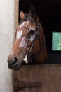 Closeup shot of a brown horse with white drawings on its head Royalty Free Stock Photo