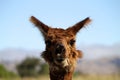 Closeup shot of a brown llama head on a blurred background Royalty Free Stock Photo