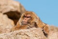 Closeup shot of a brown Macaque sitting on the stone and looking away