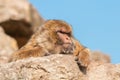 Closeup shot of a brown Macaque sitting on the stone and looking away