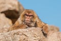 Closeup shot of a brown Macaque sitting on the stone and looking at the camera