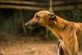 Closeup shot of a brown magyar agar dog