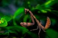 Closeup shot of a brown mantidae on a green plant with a blurred background Royalty Free Stock Photo