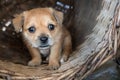 Closeup shot of a brown Muggin pup with adorable eyes sitting inside a thatch basket Royalty Free Stock Photo