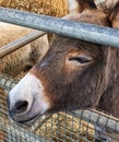 Closeup shot of a brown mule at the farm.