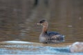 Closeup shot of a brown pied-billed grebe duck swimming on a pond surface