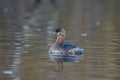 Closeup shot of a brown pied-billed grebe duck swimming on a pond surface