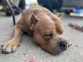 Closeup shot of a brown Pit bull sleeping on the ground with its paws outstretched