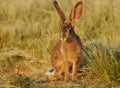 Closeup shot of a brown rabbit sitting in the grass on a sunny day Royalty Free Stock Photo